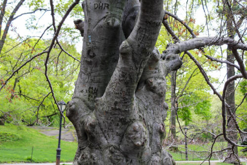 Central Park Tree 1
