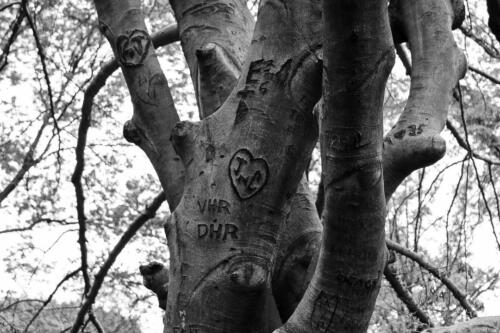 Central Park Tree 2
